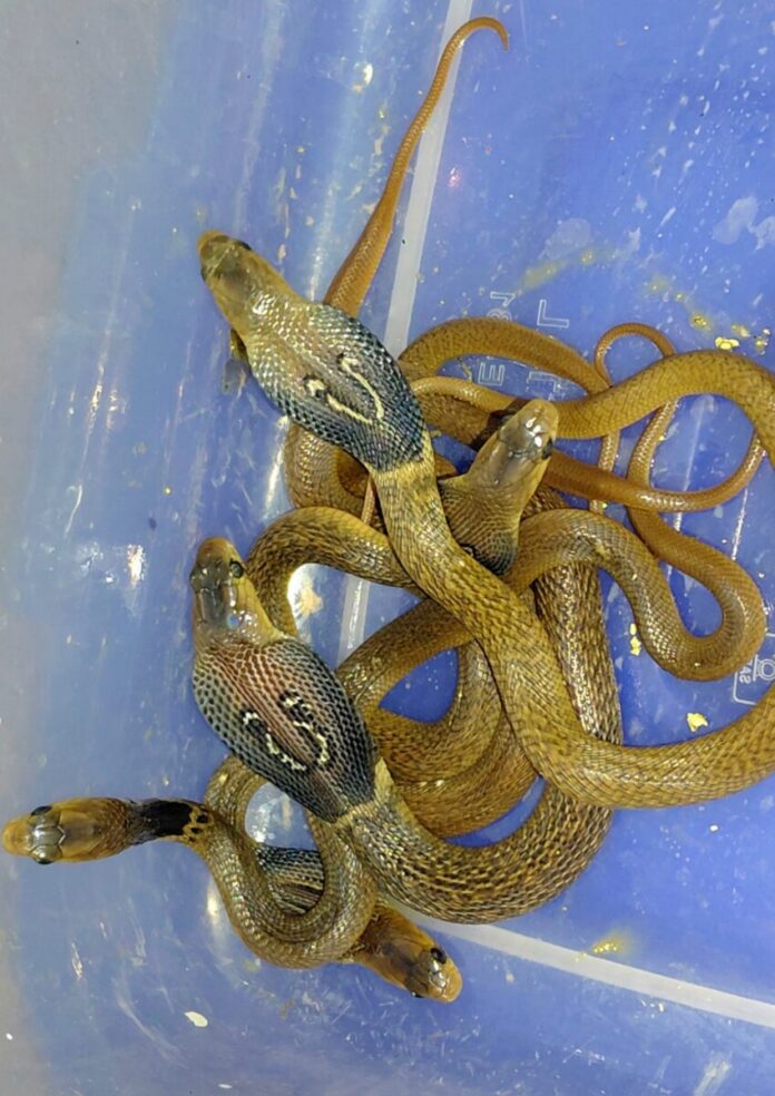snake